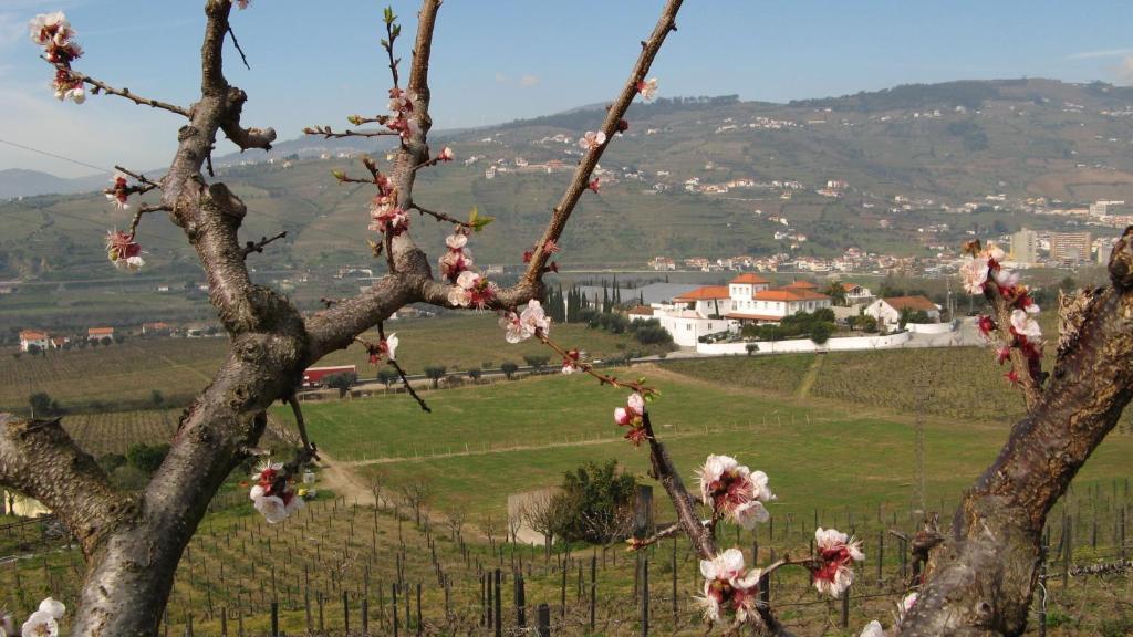 Отель Quinta De Tourais Ламегу Экстерьер фото